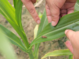 专家分析玉米田块的病虫害发生情况